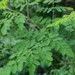 moringa leaf