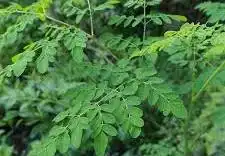 moringa leaf